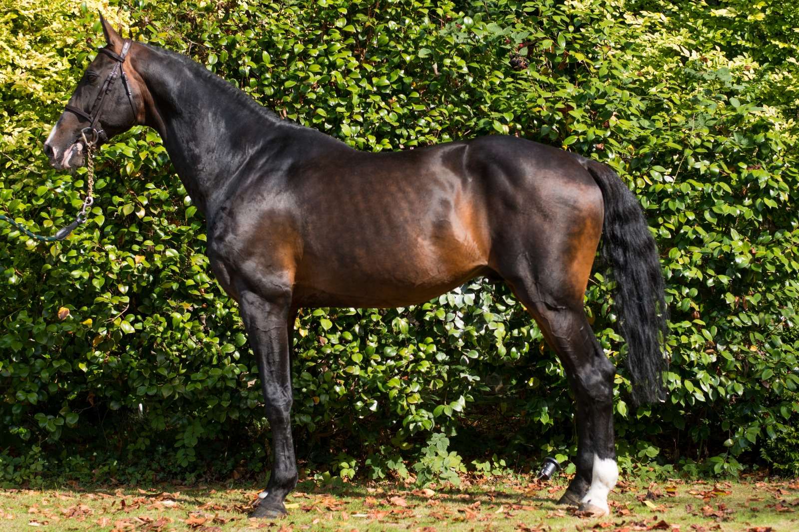 Freestyle Van De Wolfsakker Stallion